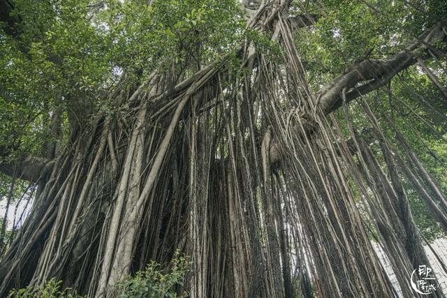 广州街头榕树多少年了（广州人第一个说不）(11)