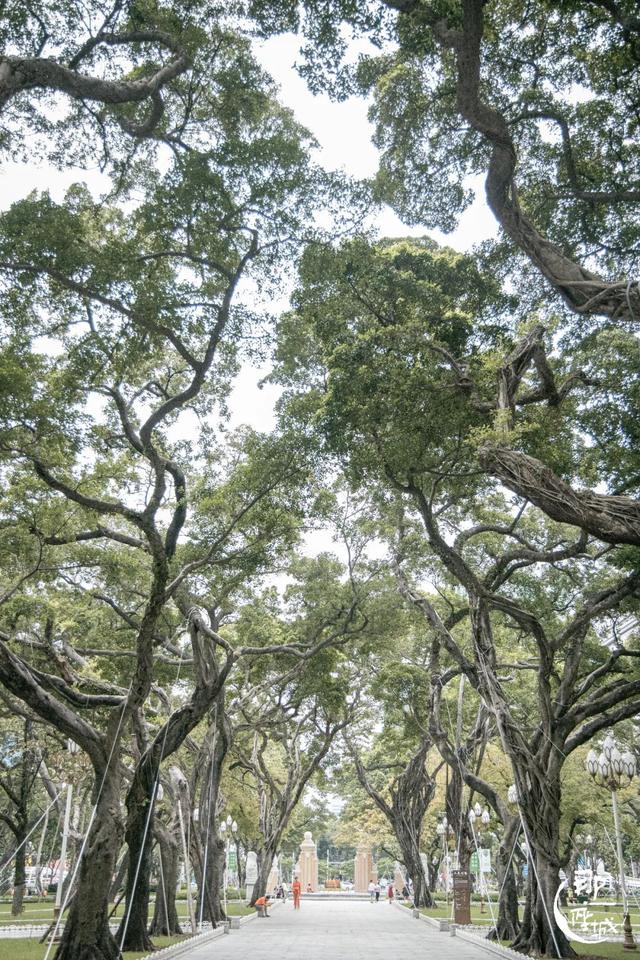 广州街头榕树多少年了（广州人第一个说不）(4)