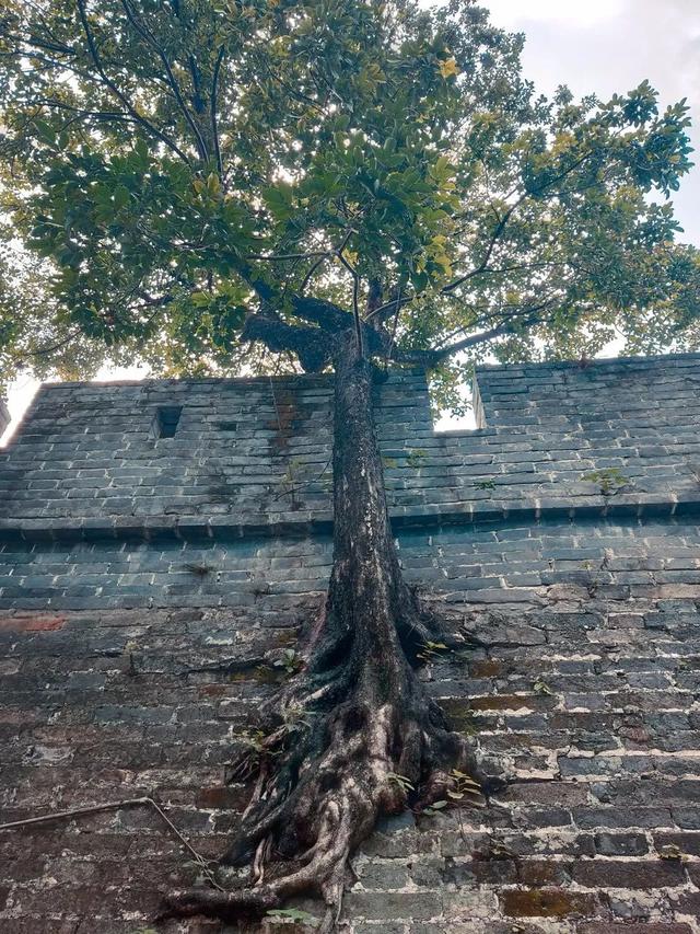 广州街头榕树多少年了（广州人第一个说不）(8)