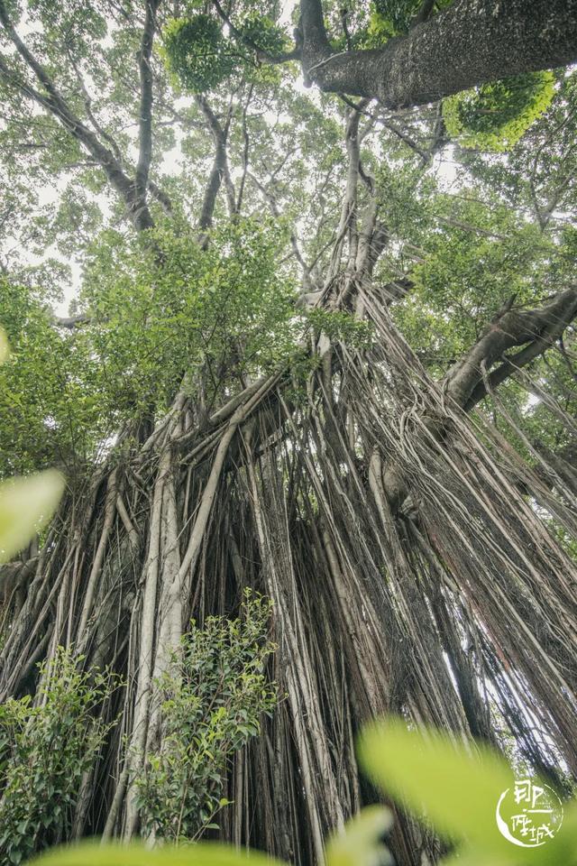 广州街头榕树多少年了（广州人第一个说不）(18)