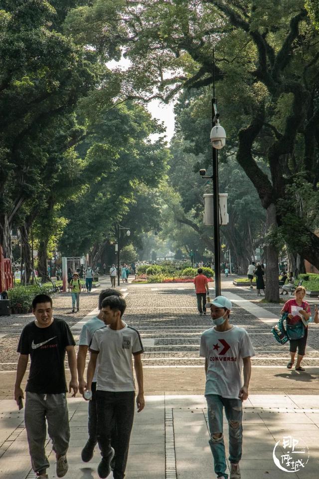 广州街头榕树多少年了（广州人第一个说不）(37)