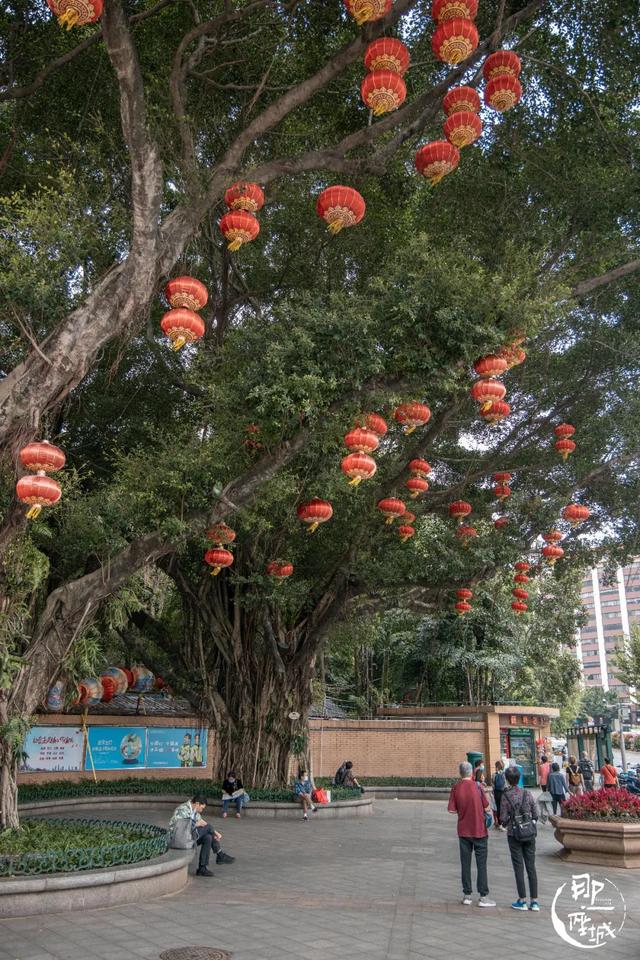 广州街头榕树多少年了（广州人第一个说不）(23)