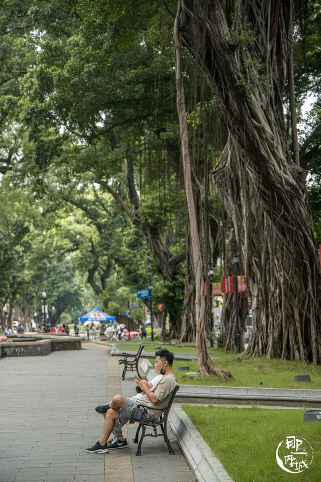 广州街头榕树多少年了（广州人第一个说不）(17)