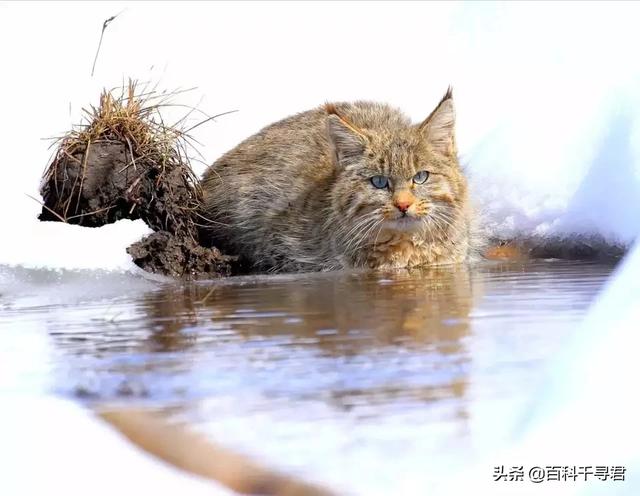 盘点猫科动物到底有几种（猫科动物有多少种）(33)