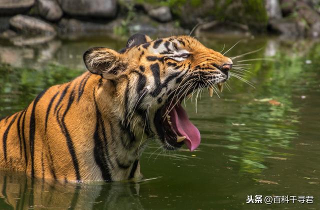 盘点猫科动物到底有几种（猫科动物有多少种）(7)