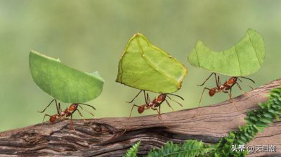 ​蚂蚁在地球上存活了多少年（世界人口达到80亿）