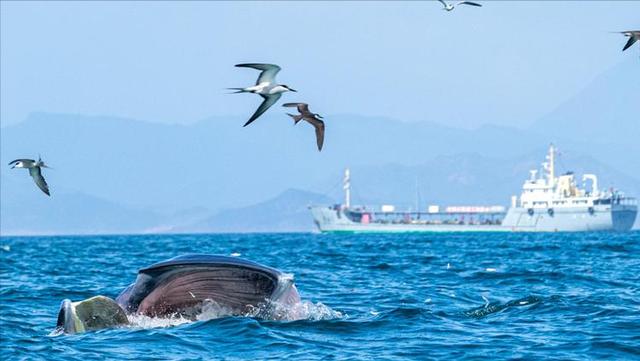 为什么抹香鲸会搁浅（抹香鲸为什么容易搁浅在海滩）(10)