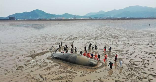 为什么抹香鲸会搁浅（抹香鲸为什么容易搁浅在海滩）(4)