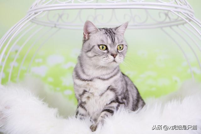 虎斑猫怎么辨别（虎斑猫的详解）(1)