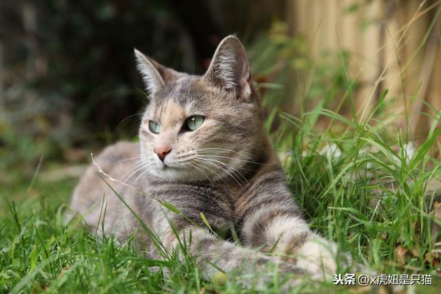 虎斑猫怎么辨别（虎斑猫的详解）(10)