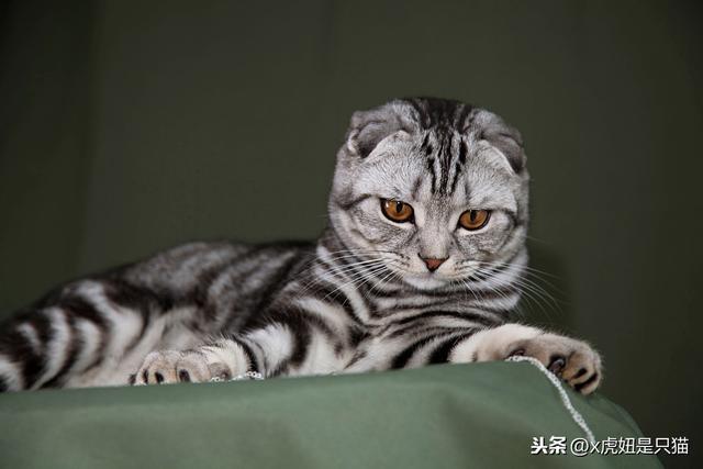 虎斑猫怎么辨别（虎斑猫的详解）(7)