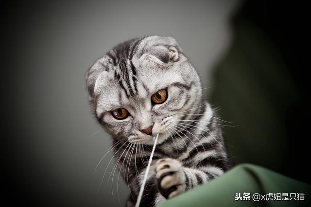 虎斑猫怎么辨别（虎斑猫的详解）(2)