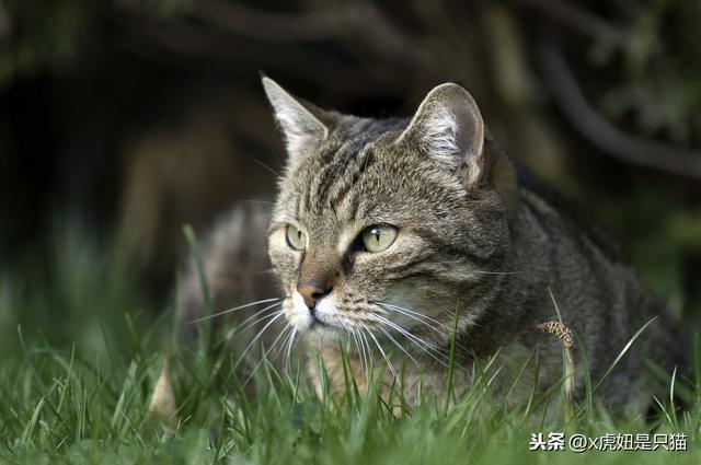 虎斑猫怎么辨别（虎斑猫的详解）(9)