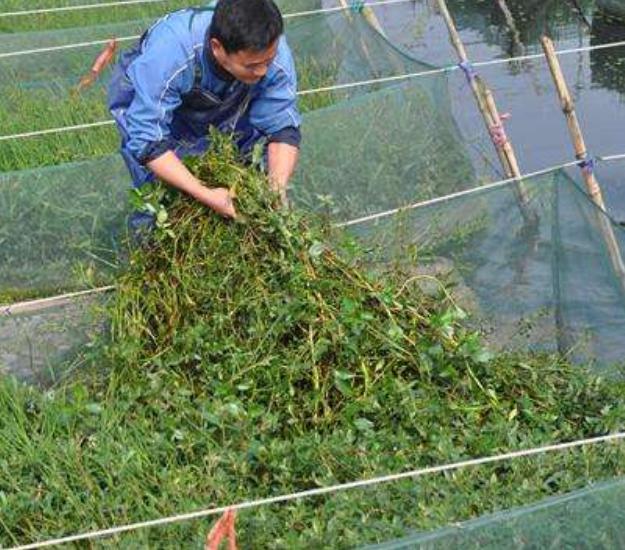 养殖黄鳝的技术和建议（养殖黄鳝需要掌握正确方法）(8)