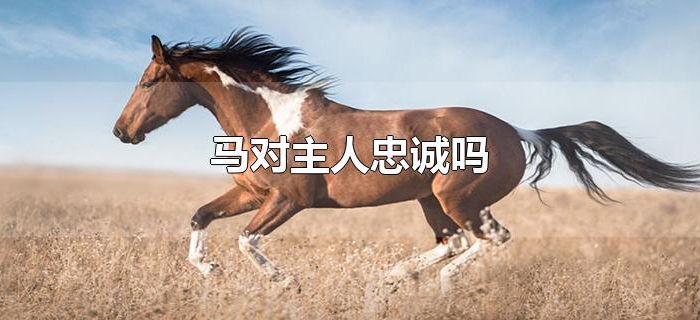 马对主人忠诚吗