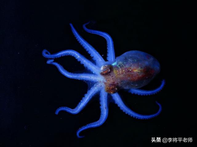 海底最大生物大章鱼（3颗心脏9个脑袋沦为美食的）(14)