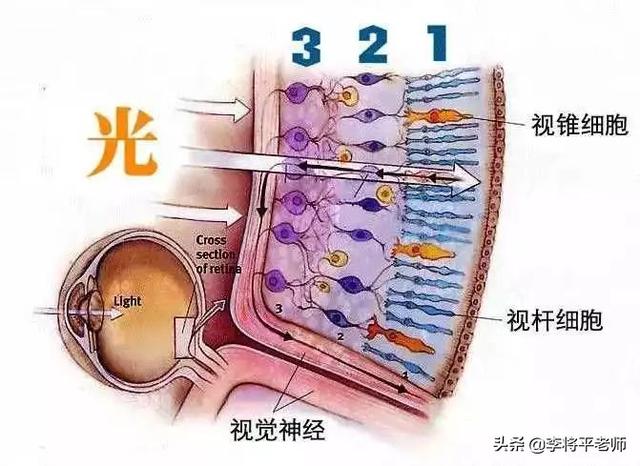 海底最大生物大章鱼（3颗心脏9个脑袋沦为美食的）(10)