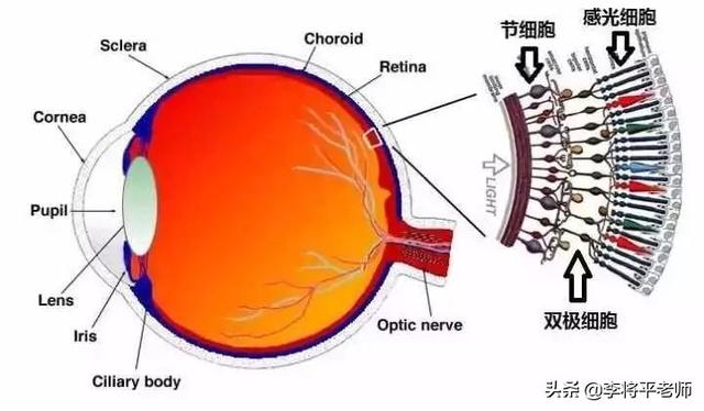 海底最大生物大章鱼（3颗心脏9个脑袋沦为美食的）(9)