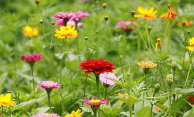 ​室内适合养什么花草？这些花草不要养在室内