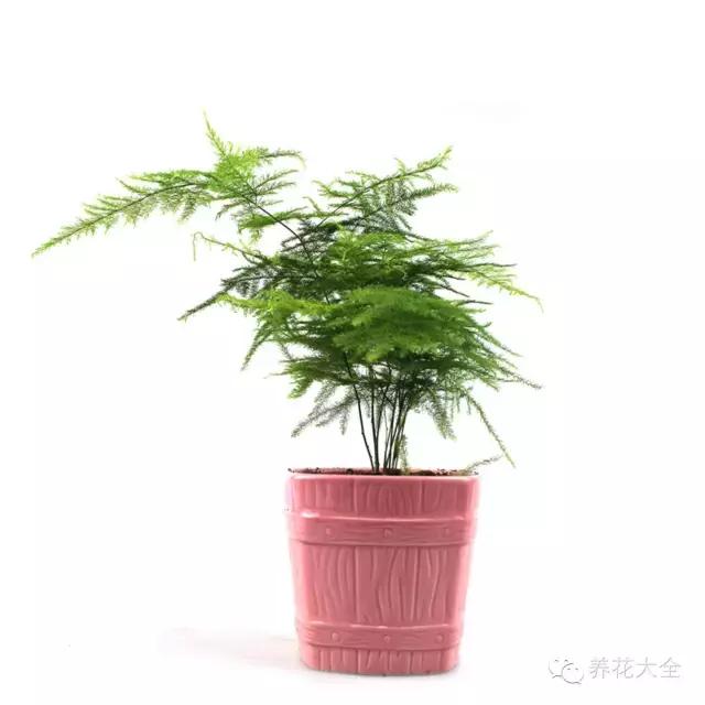 经常开花又好养的盆栽（这11种常见小盆栽）(27)