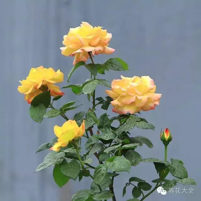 经常开花又好养的盆栽（这11种常见小盆栽）(19)