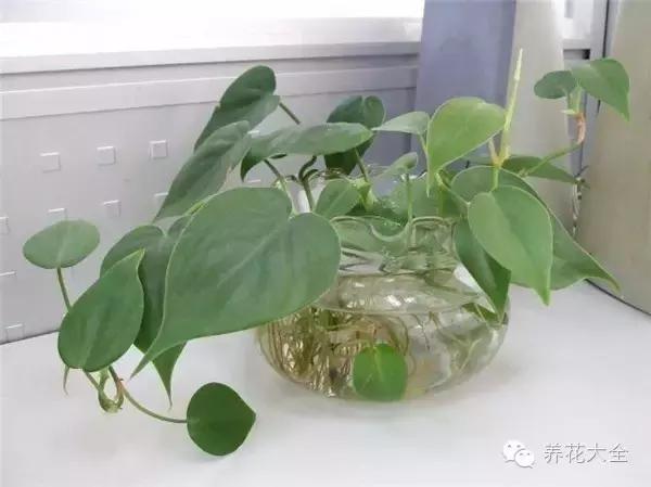 经常开花又好养的盆栽（这11种常见小盆栽）(32)