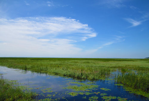 湿地又被称为什么,湿地为什么会被称为地球之肾图2