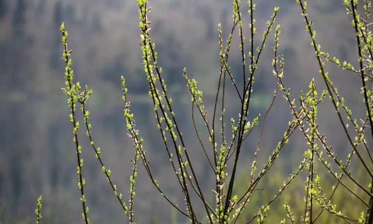 “草长莺飞二月天，拂堤杨柳醉春烟”描写的哪个地方的农村景象