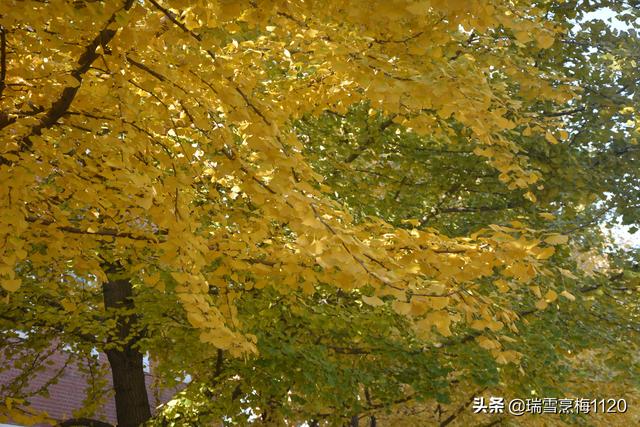 沈阳农业大学欢迎你（沈阳教育沈阳农业大学历史沿革）(17)