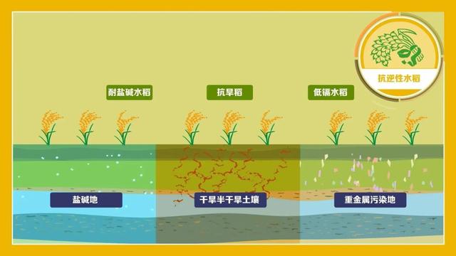 水稻专家袁隆平的简介（1亿亩可养活8000万人）(10)