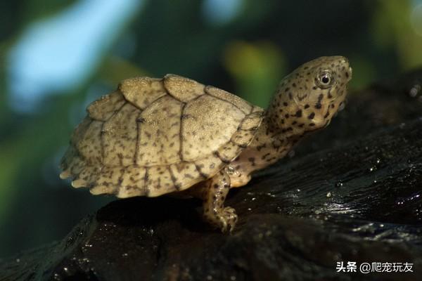 剃刀龟怎么养好（剃刀龟生活习性及饲养方法简析）(1)