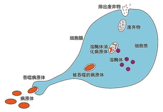 病毒入侵体内怎么造成的（病毒是如何侵入人体）(1)