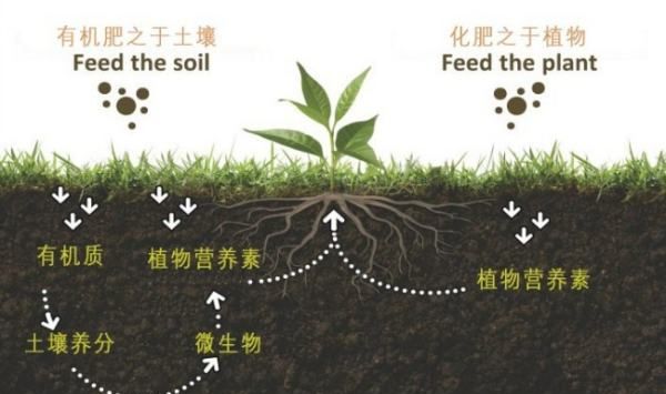 钾肥有哪些种类与用途,绿色植物的三大生理活动是什么图12