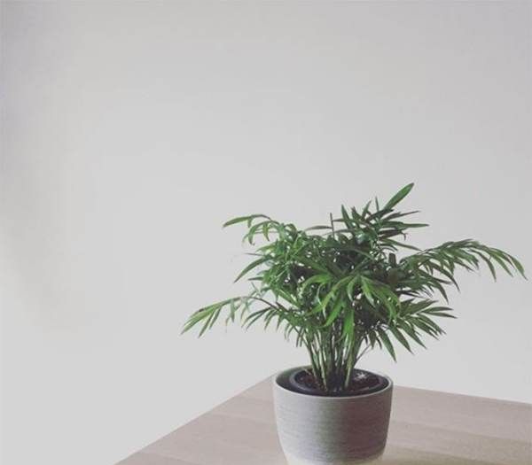 水培植物有哪些,水培植物有哪些图10