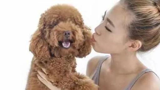 泰迪犬的正确训练方法（训练泰迪犬的4个最佳方法）(1)