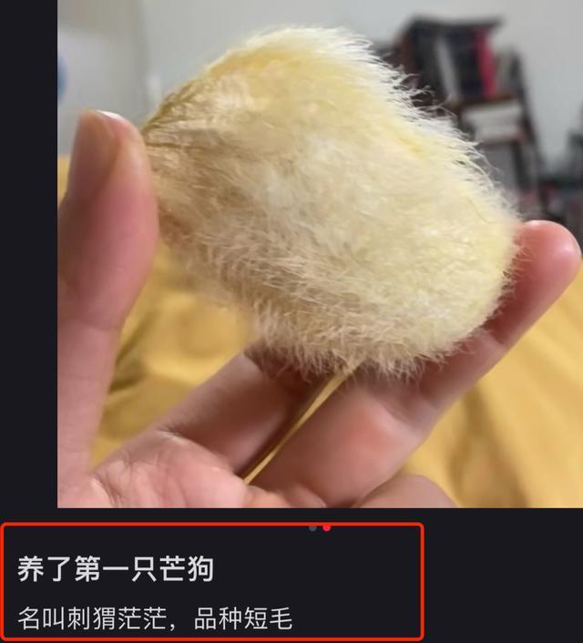 芒狗什么意思 质疑芒狗理解芒狗养芒狗什么意思什么梗？