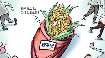 中国的转基因食品有哪些