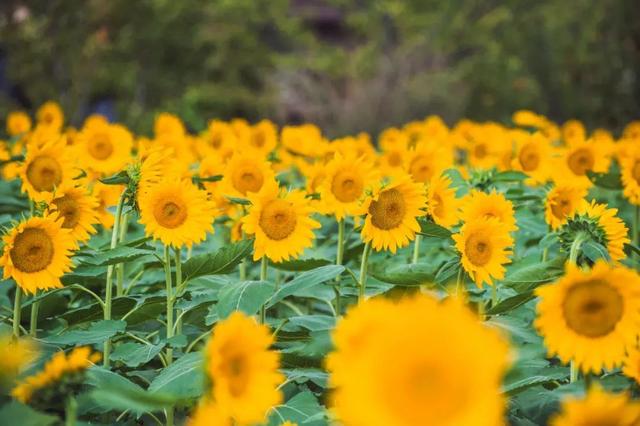 拈花湾攻略必去景点（1600亩拈花湾樱花海）(23)