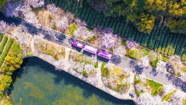 拈花湾攻略必去景点（1600亩拈花湾樱花海）(14)