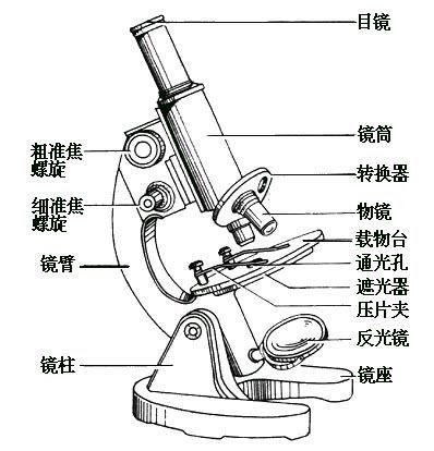 显微镜目镜和物镜的成像原理