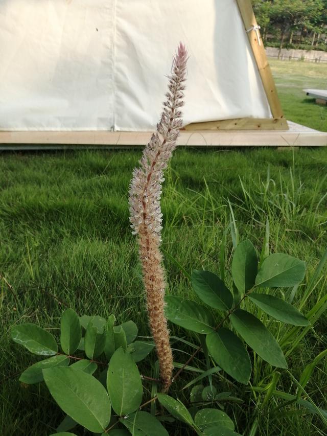 仙女山露营烧烤耍水最佳营地推荐 打卡象头山雷公峡(11)