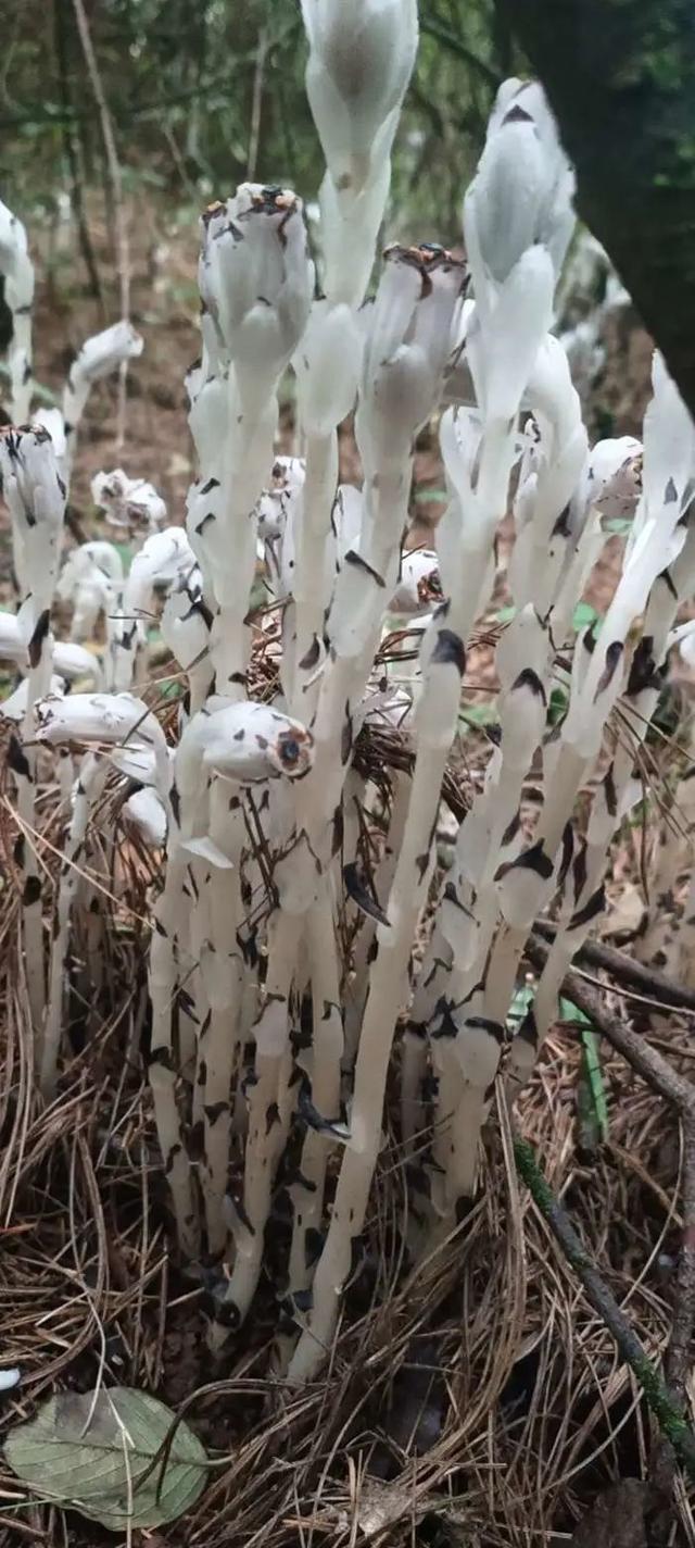 冥界十大可怕之花（玉溪网友发现神奇的）(3)