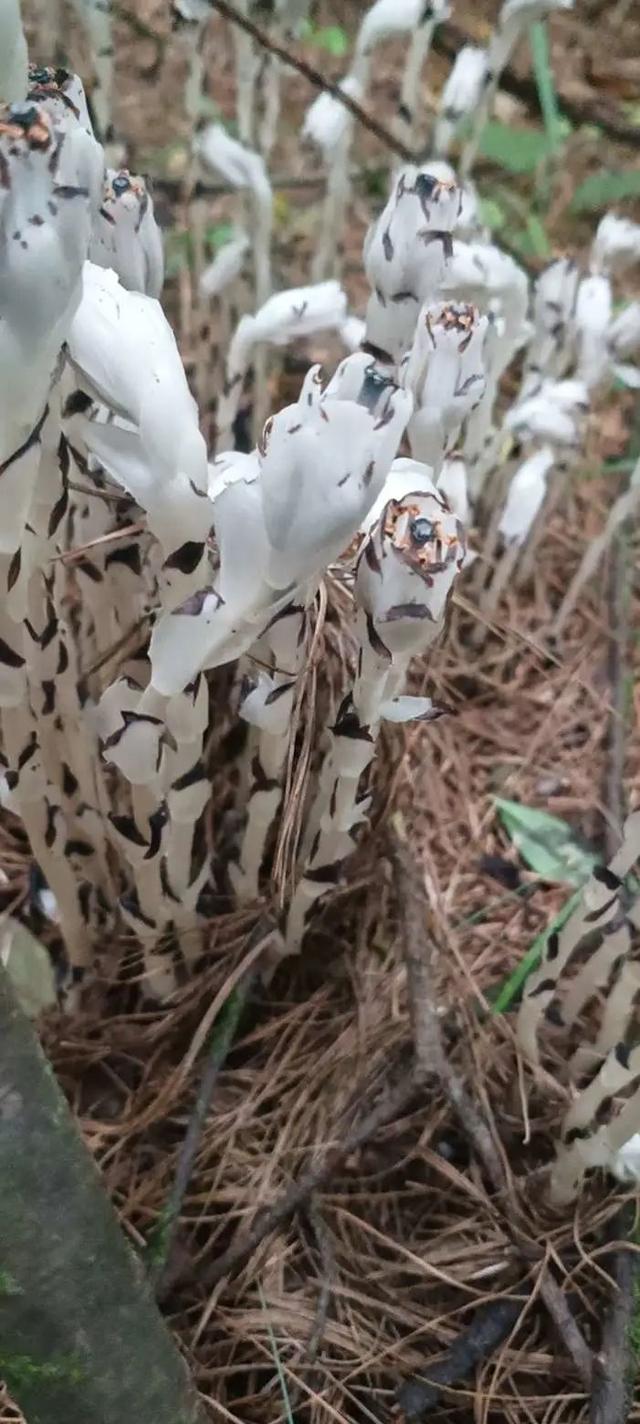 冥界十大可怕之花（玉溪网友发现神奇的）(4)