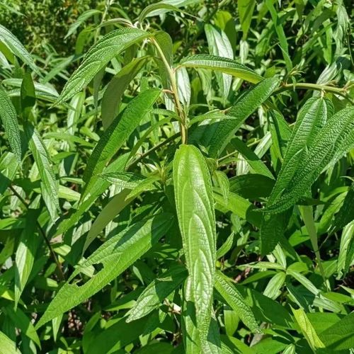 水麻草功效（水麻草功效盘点）