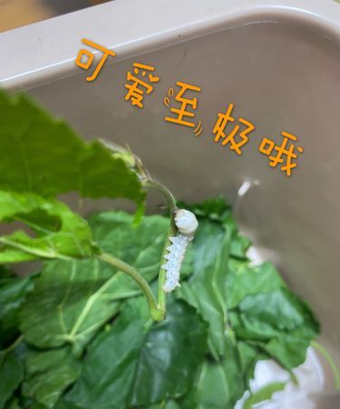 蚕的生长过程详细记录