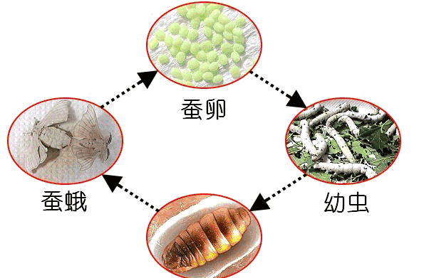 蚕的生长过程是什么样的