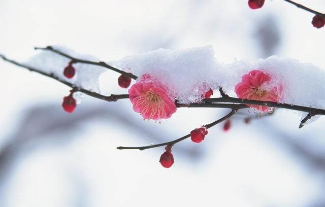 你最喜欢的关于雪的诗句是哪一句呢图1