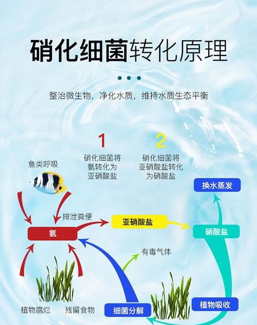 硝化细菌放多了会怎样,硝化细菌建立后还用打氧气