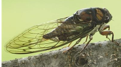 蝉是益虫还是害虫,蝉是害虫还是益虫图6