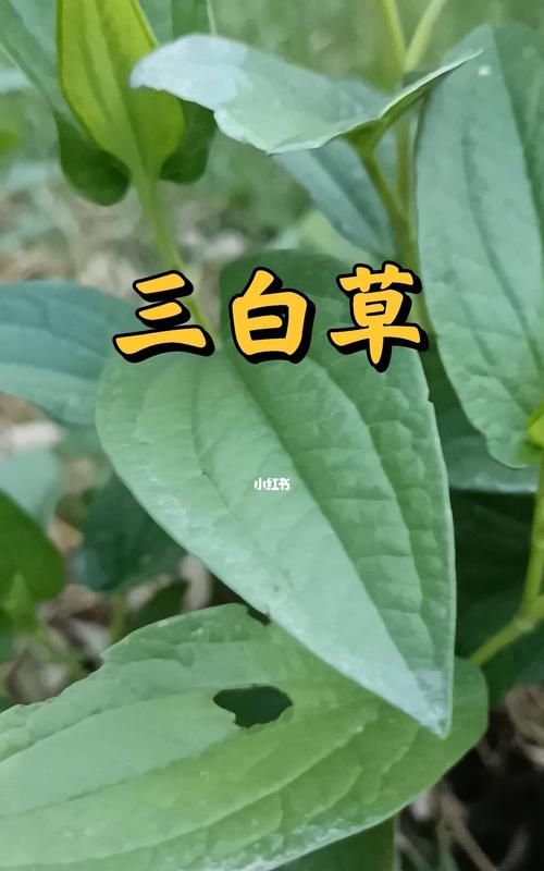 狐狸草别名